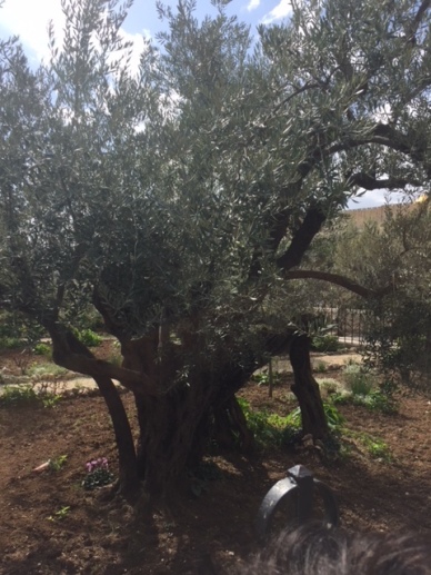 olivier de plus de 1600 ans